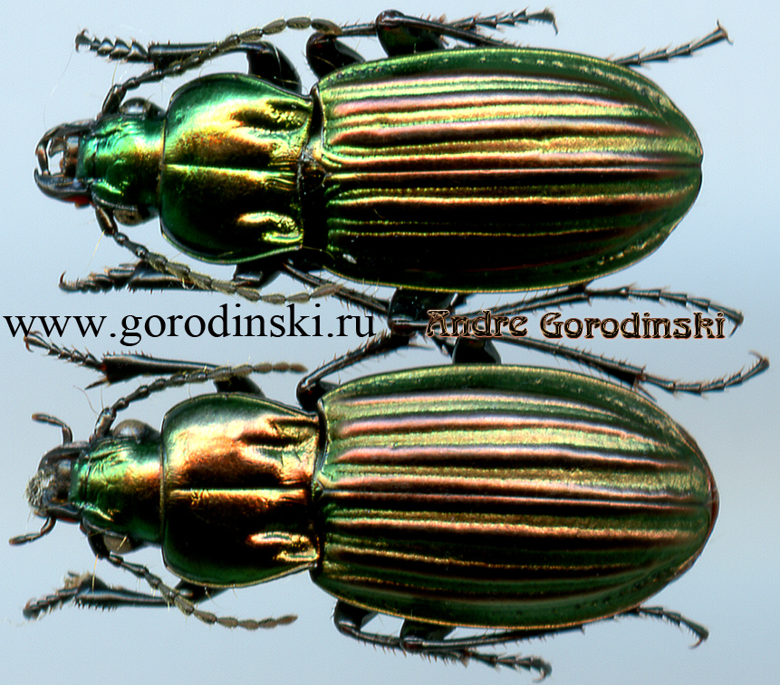 http://www.gorodinski.ru/carabidae/Aristochroa wangi.jpg